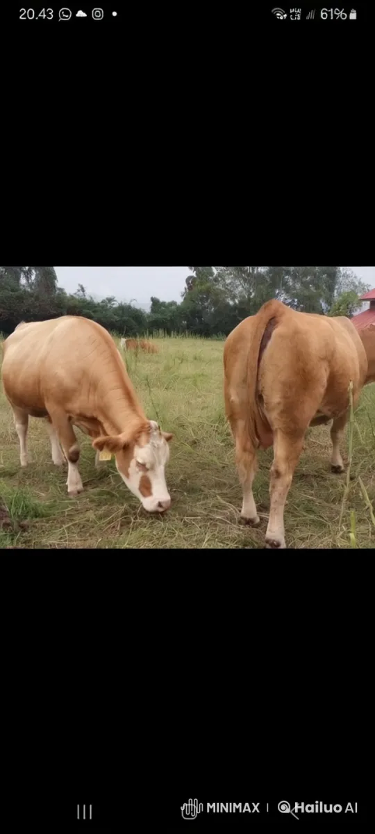 Cows Grazing Peacefully in Rural Landscape – AI Generated Video | Hailuo AI