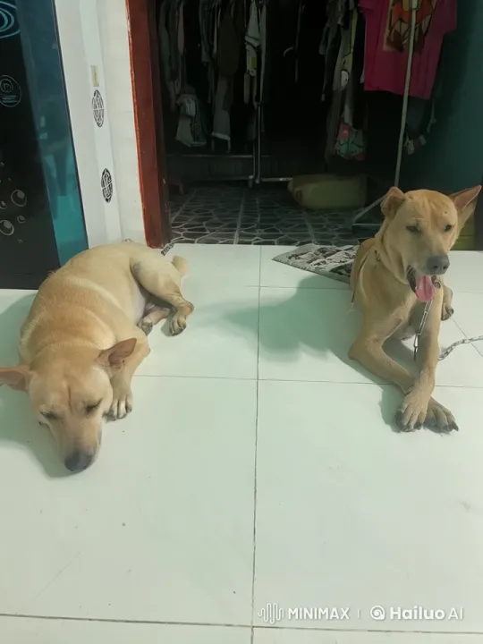 Dogs Play Fight and Interact in Friendly Environment – AI Generated Video | Hailuo AI