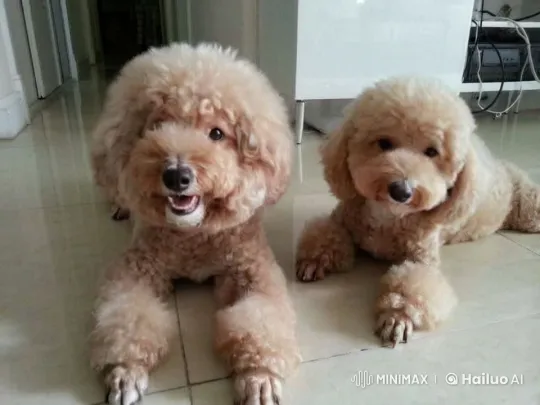 Cute Poodles Relaxing and Playing Indoors – AI Generated Video | Hailuo AI