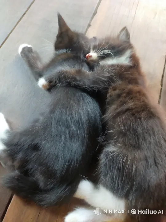 Cute Kittens Perform Coordinated Kungfu Moves – AI Generated Video | Hailuo AI