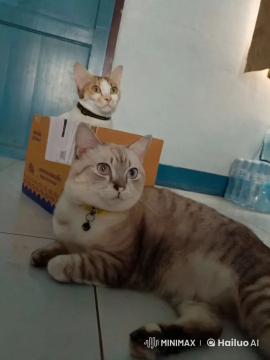 Cats Perform Playful Kung Fu Battle – AI Generated Video | Hailuo AI