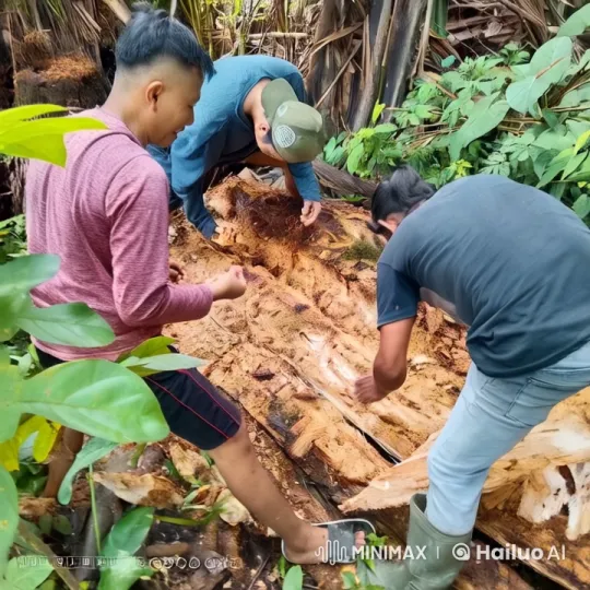 Traditional Binner Sababalat: Examination of a Cut-Open Log – AI Generated Video | Hailuo AI