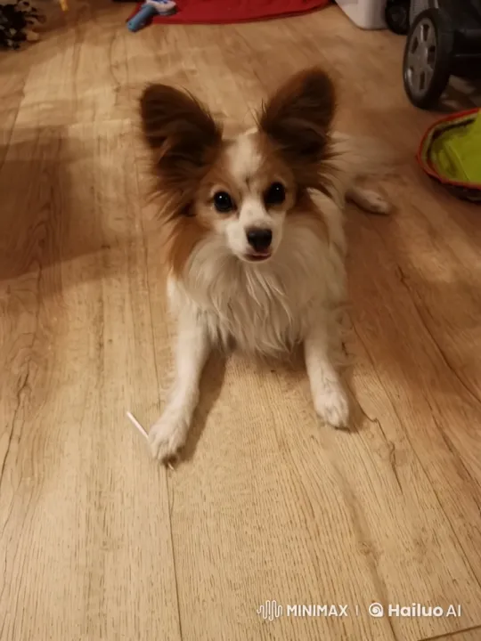 Dog Transforms into a Guinea Pig – AI Generated Video | Hailuo AI