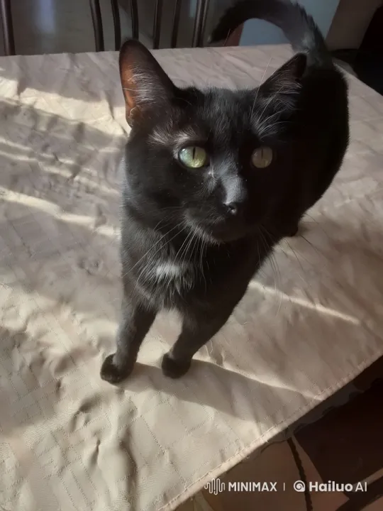 Curious Cat Savors Ice Cream Cone – AI Generated Video | Hailuo AI