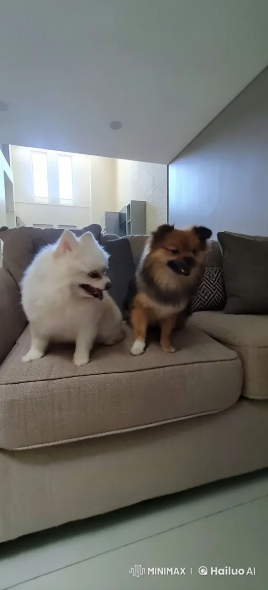 Two Fluffy Dogs Engage in Playful Sparring on Couch – AI Generated Video | Hailuo AI