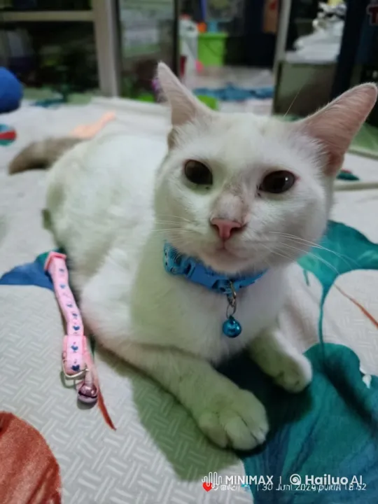 White Cat Demonstrates Impressive Kung Fu Skills – AI Generated Video | Hailuo AI