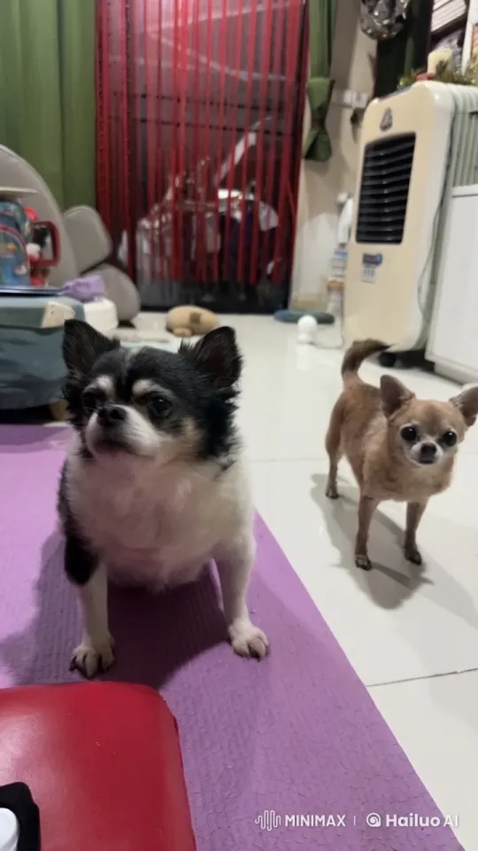 Energetic Kung Fu Battle Between Two Agile Dogs – AI Generated Video | Hailuo AI