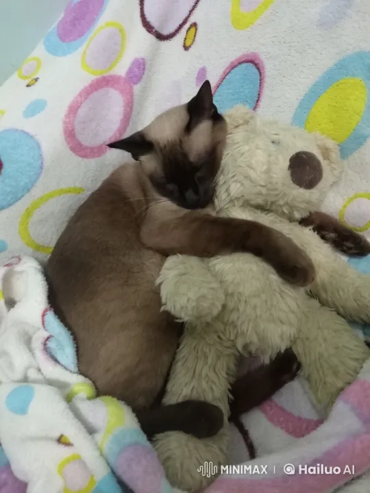 Siamese Cat Cuddles with Teddy Bear on Cozy Blanket – AI Generated Video | Hailuo AI