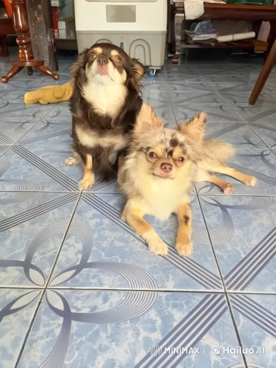 Two Dogs Play Fight with Kung Fu Moves Indoors – AI Generated Video | Hailuo AI