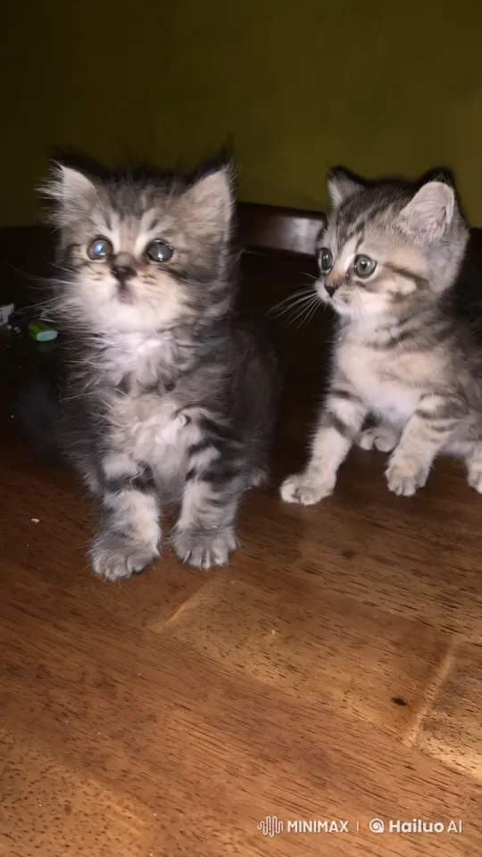 Adorable Kittens Engage in Playful Cat Kungfu – AI Generated Video | Hailuo AI