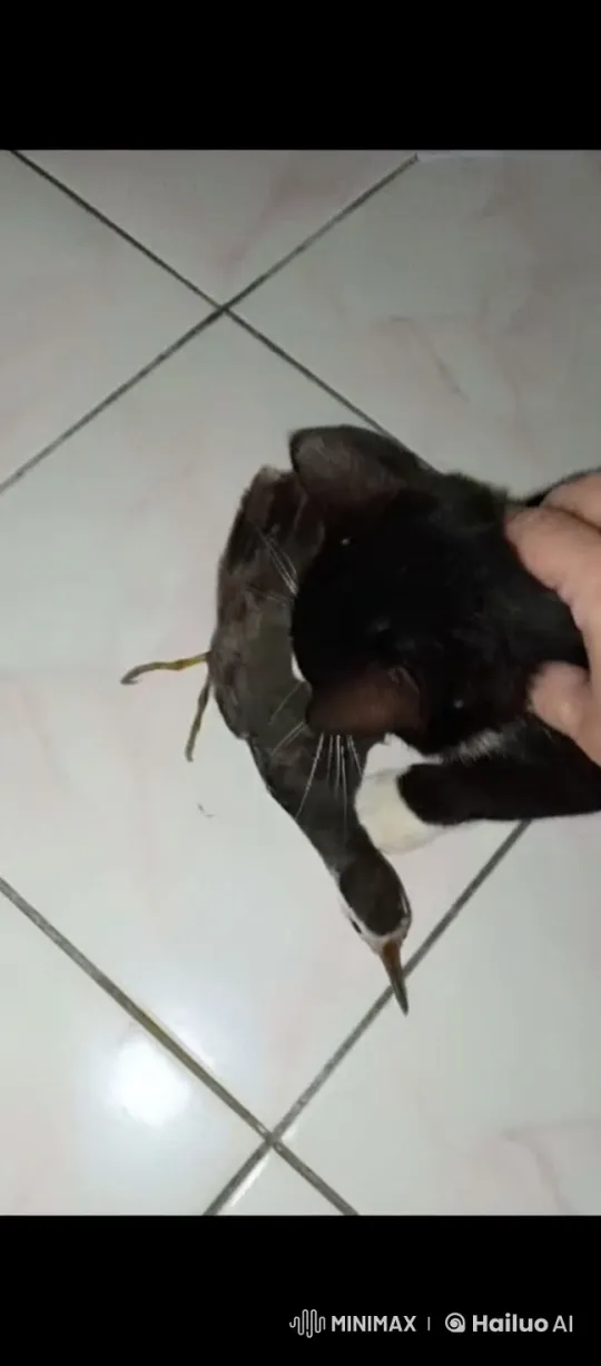 Cat and Bird Engage in Martial Arts Battle – AI Generated Video | Hailuo AI