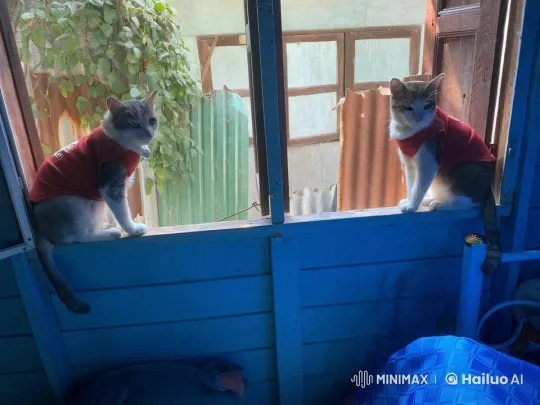 Cats in Red Shirts Perform Kung Fu in Blue-Lit Room – AI Generated Video | Hailuo AI