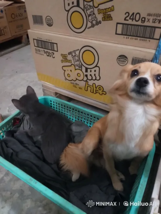 Kung Fu Showdown: Dog vs. Cat in Basket Battle – AI Generated Video | Hailuo AI