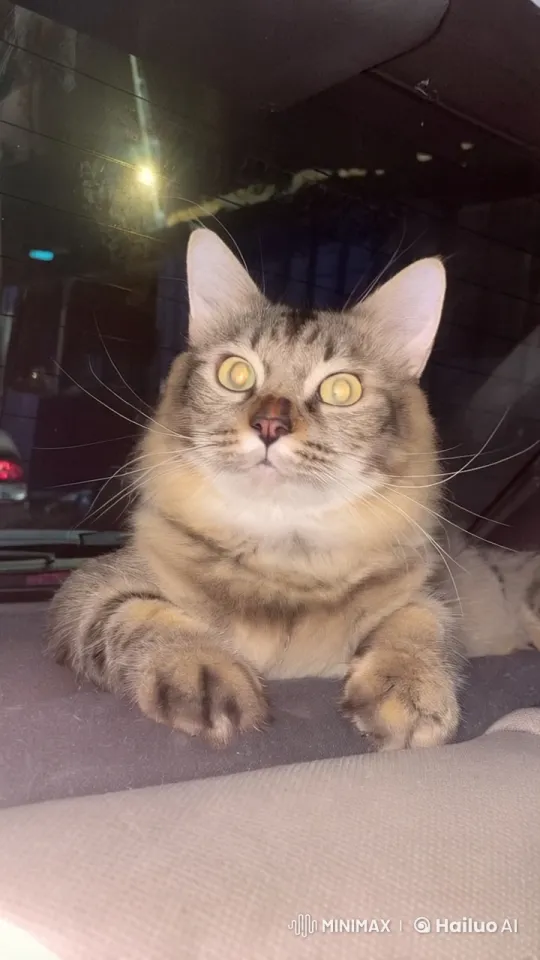 Whisper the Cat Performs Kung Fu in a Car – AI Generated Video | Hailuo AI