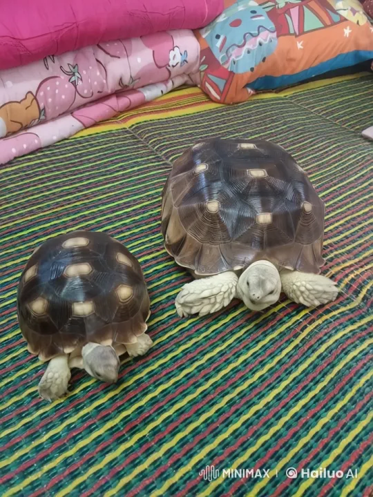 Tortoises Engage in Playful Kung Fu Sparring – AI Generated Video | Hailuo AI