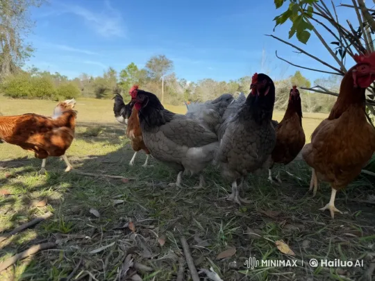 Animated Hens Engage in Live2D Kungfu and Muay Thai Fight – AI Generated Video | Hailuo AI