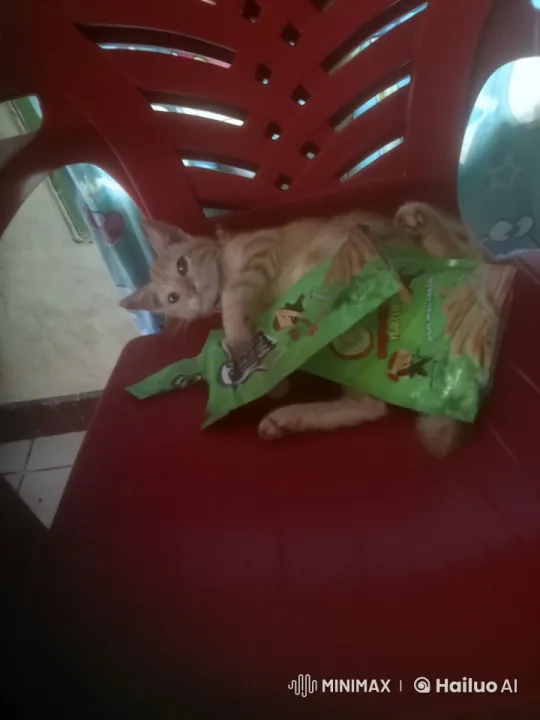 Orange Tabby Cat Performs Martial Arts on Chair – AI Generated Video | Hailuo AI
