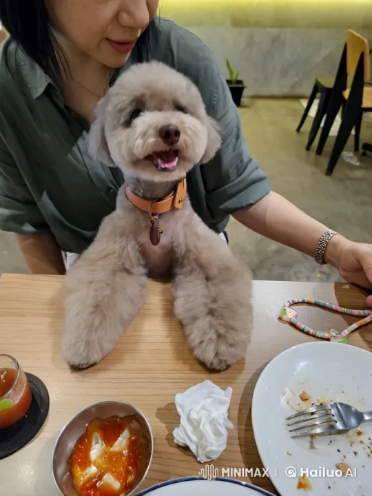 Fluffy Dog Practicing Kung Fu in Live2D Animation – AI Generated Video | Hailuo AI