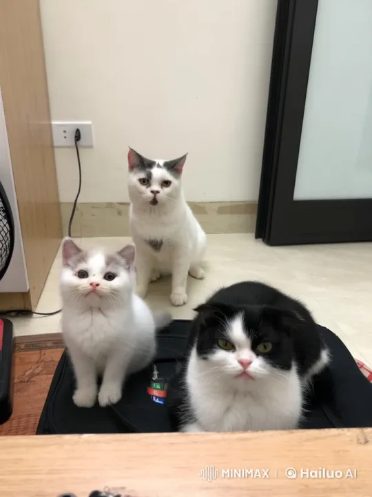 Lively Live2D Cats Engage in Playful Fight – AI Generated Video | Hailuo AI