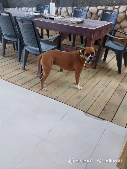 Dog Skates on Ice Rink in Animated Live2D Patio Scene – AI Generated Video | Hailuo AI