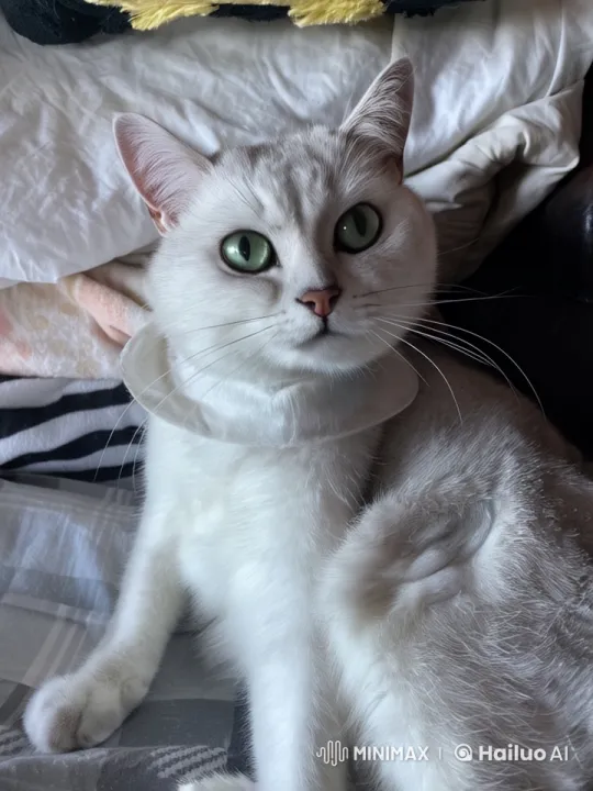 Adorable Cat Dancing Cozily in Live2D Animation – AI Generated Video | Hailuo AI