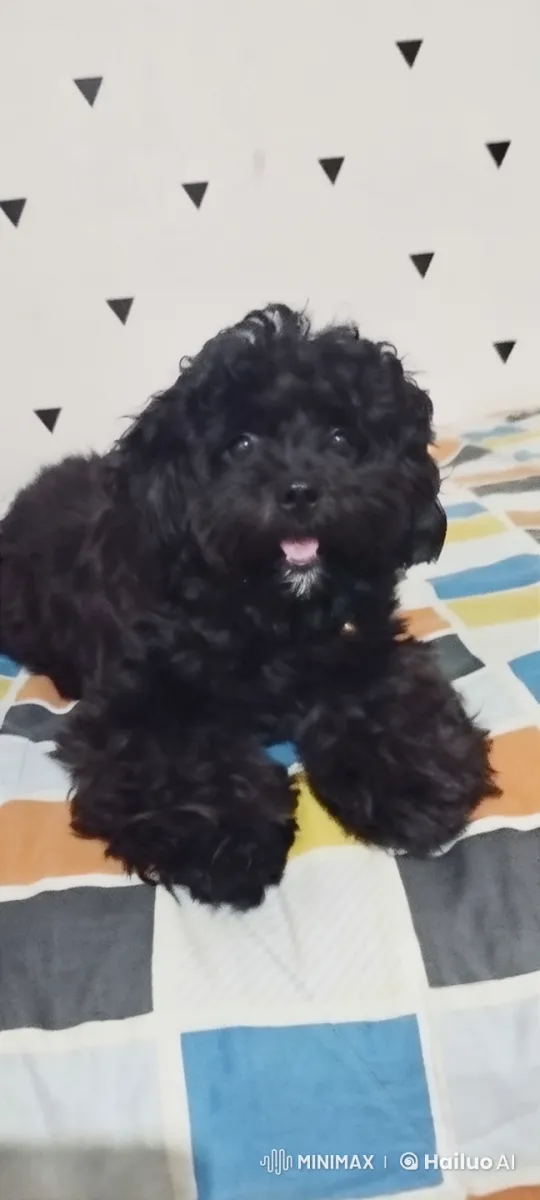 Dancing Black Dog on Checkerboard Blanket – AI Generated Video | Hailuo AI