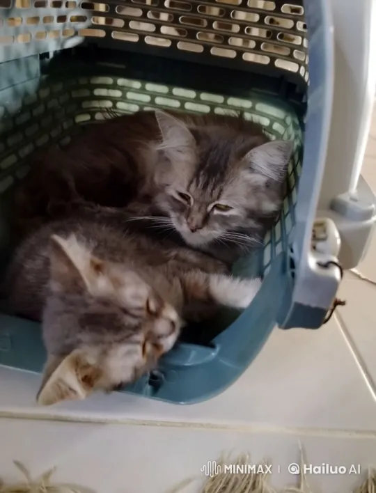 Kittens' Playful Kung Fu Dance with Joyful Camaraderie – AI Generated Video | Hailuo AI