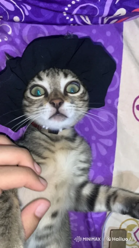 Animated Kitten Engages in Playful Kung Fu Battle – AI Generated Video | Hailuo AI
