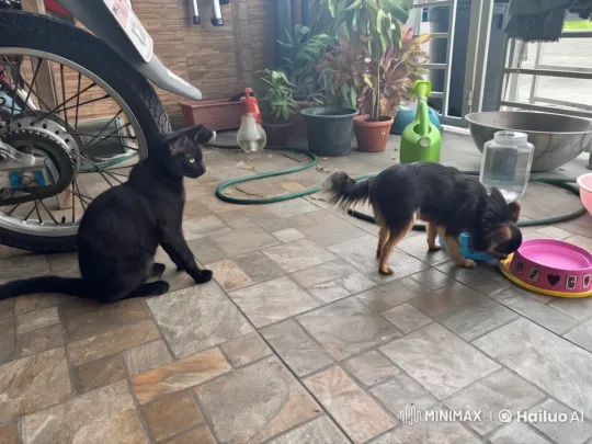 Animated Feline-Canine Patio Brawl in Live2D – AI Generated Video | Hailuo AI