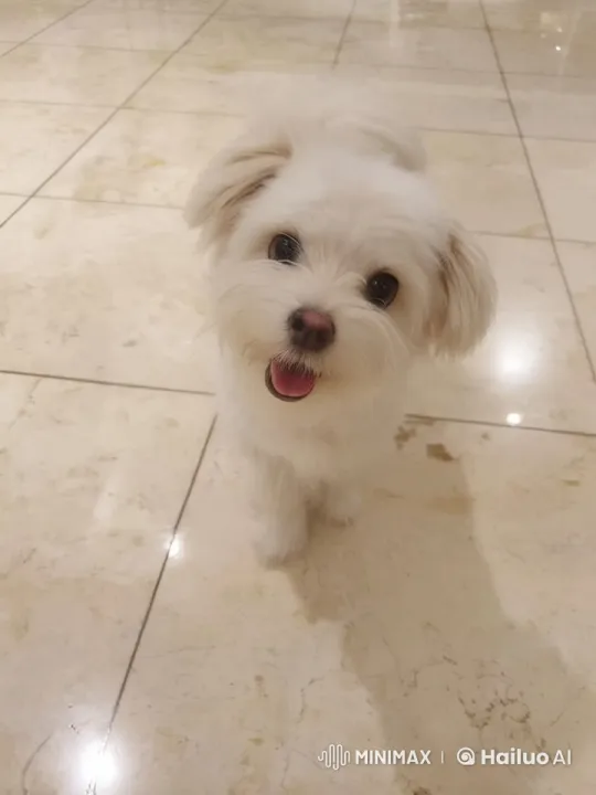 Energetic White Dog Joyfully Hops on Marble Floor – AI Generated Video | Hailuo AI