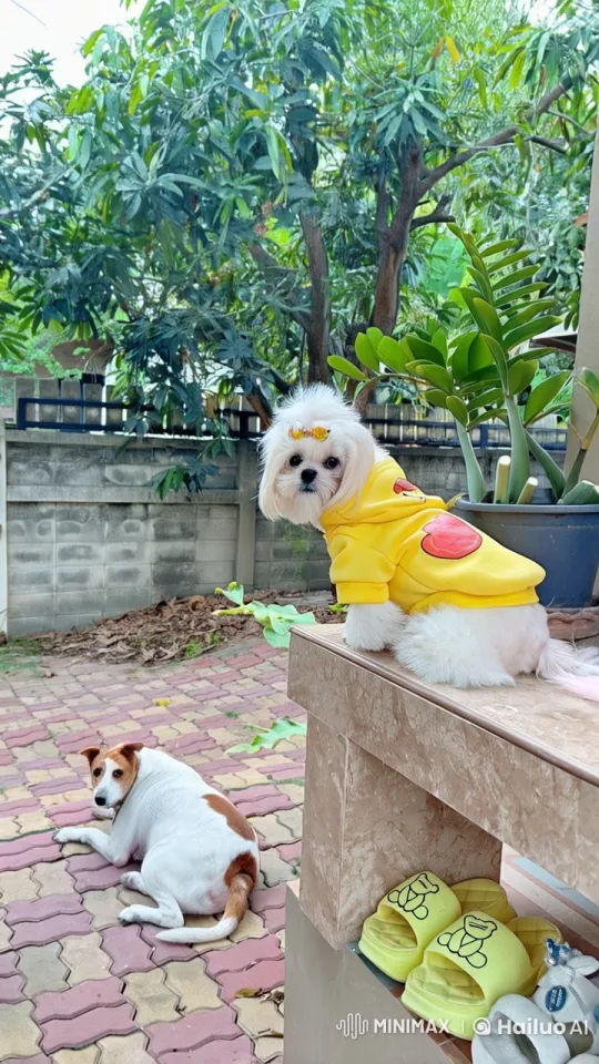 Fluffy Dog in Yellow Hoodie Performs Kung Fu – AI Generated Video | Hailuo AI
