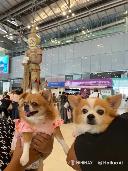 Chihuahuas in Pink Outfits Perform Epic Kung Fu in Airport – AI Generated Video | Hailuo AI