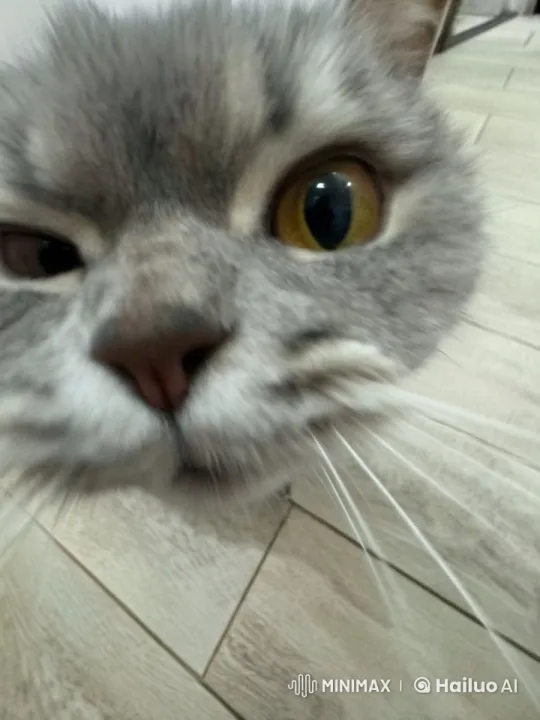Curious Cat Observes Falling Stone with Engraving – AI Generated Video | Hailuo AI