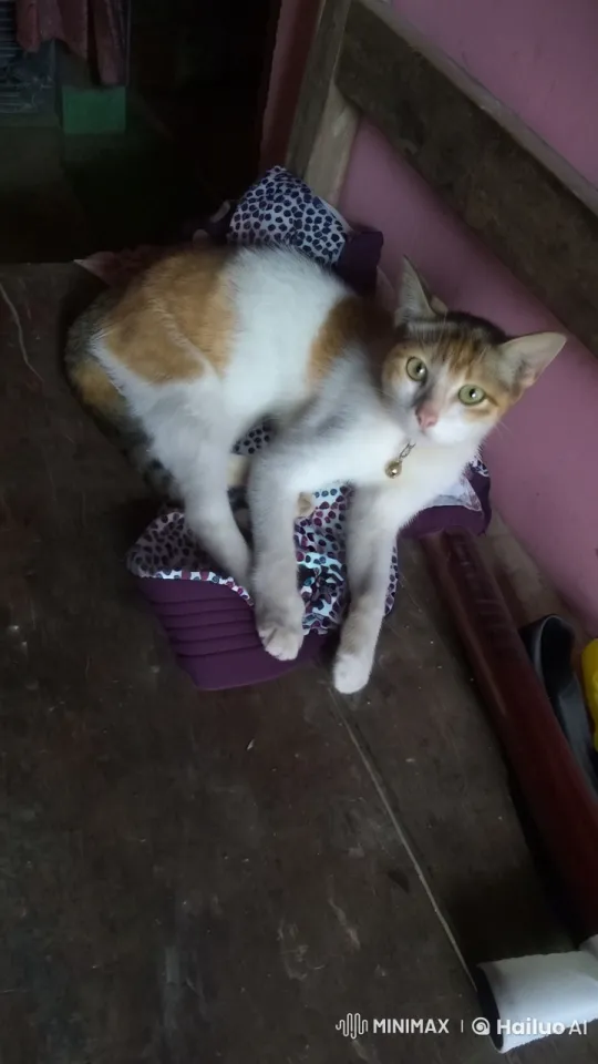 Animated Cat Shows Impressive Kungfu Skills – AI Generated Video | Hailuo AI