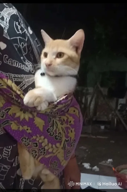 Cat Demonstrates Agile Kung Fu-like Leap – AI Generated Video | Hailuo AI