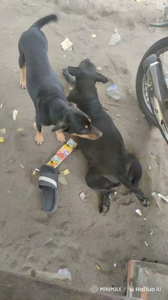 Dogs Engage in Playful Kung Fu Fight – AI Generated Video | Hailuo AI