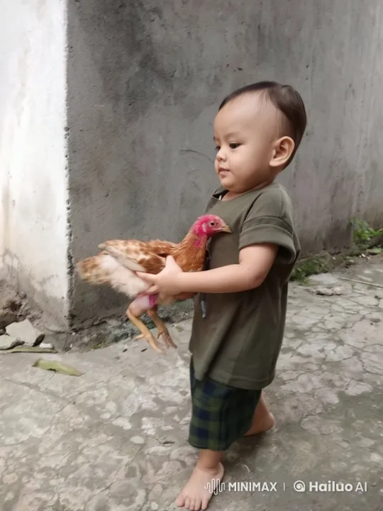 Child Practicing Kungfu with Chicken in Live2D Animation – AI Generated Video | Hailuo AI
