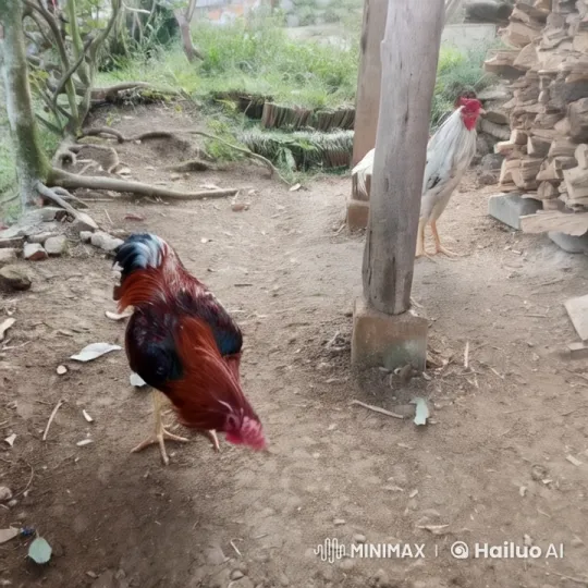 Live2D Animated Roosters Display Martial Arts Skills – AI Generated Video | Hailuo AI