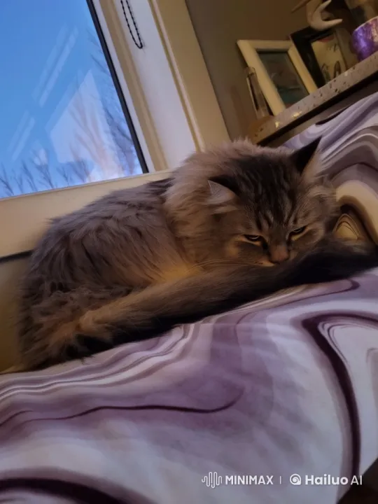 Fluffy Cat's Astonishing Journey from Bed to Space – AI Generated Video | Hailuo AI