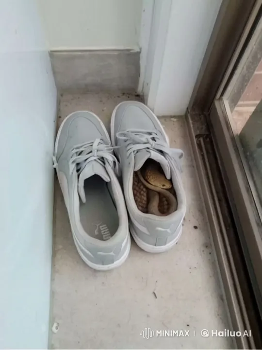 Snake Nests in Puma Sneakers – AI Generated Video | Hailuo AI