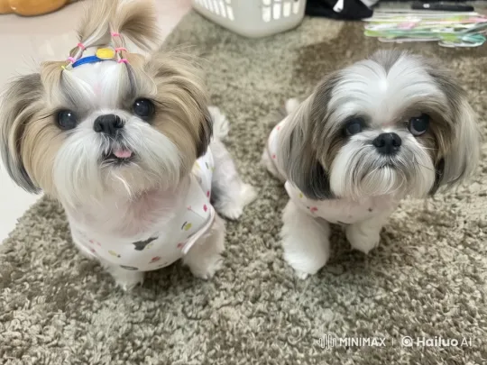 Shih Tzu Performs Lively Kung Fu Moves in Live2D Animation – AI Generated Video | Hailuo AI