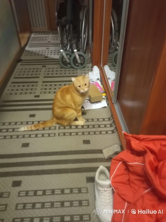 Cat and Helicopter Adventure in a Quiet Room – AI Generated Video | Hailuo AI