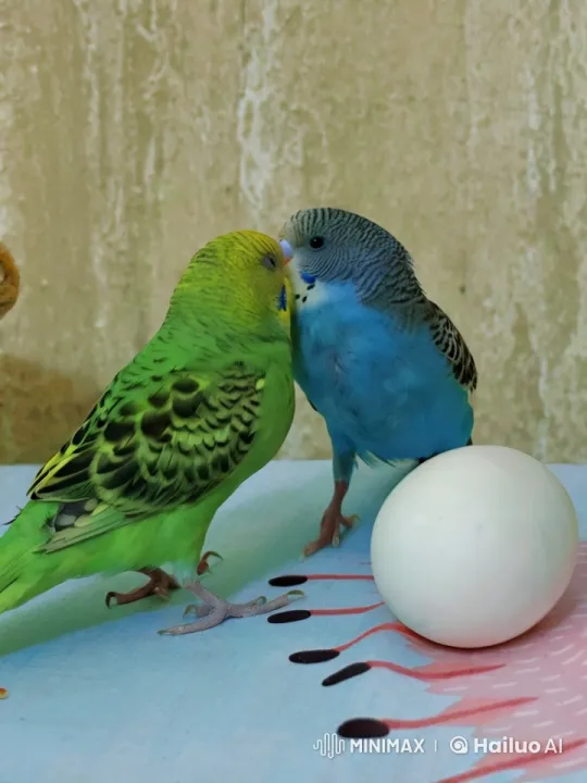 Title: A Budgie's First Flight – AI Generated Video | Hailuo AI