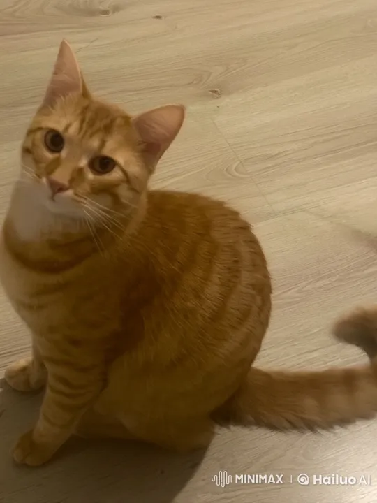 Orange Tabby Cat Performs Elegant Oriental Dance – AI Generated Video | Hailuo AI