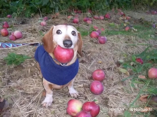Dachshund Shares Apple with Snoopy in Autumn Field – AI Generated Video | Hailuo AI