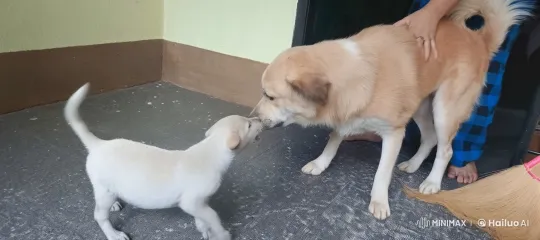 Cute Puppies Engage in Playful Kung Fu Battle – AI Generated Video | Hailuo AI