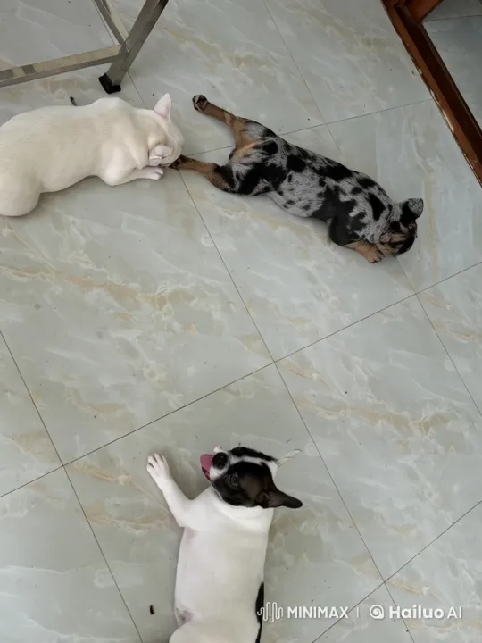 French Bulldogs Engage in Animated Kung Fu Battle – AI Generated Video | Hailuo AI
