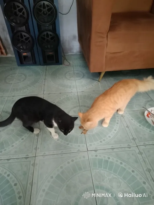 Cats Engage in Tiger Claw Kung Fu in Live2D Animation – AI Generated Video | Hailuo AI