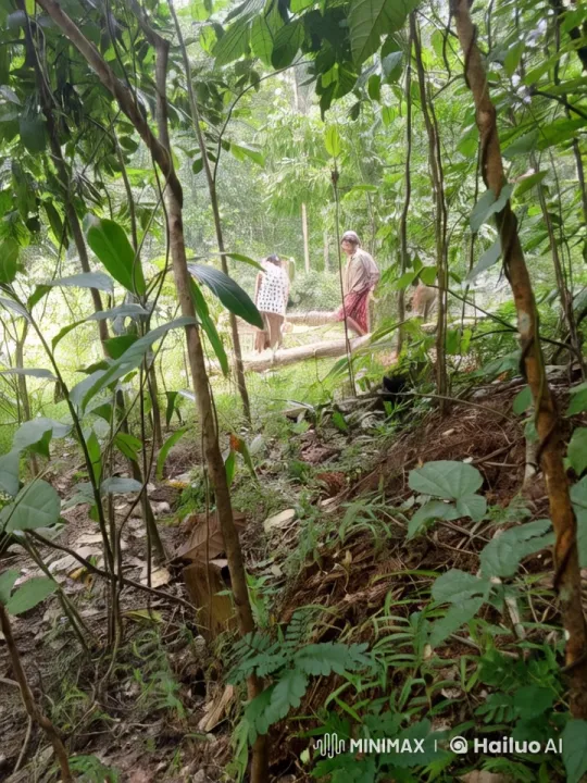 Live2D Kung Fu Display in Lush Forest Setting – AI Generated Video | Hailuo AI