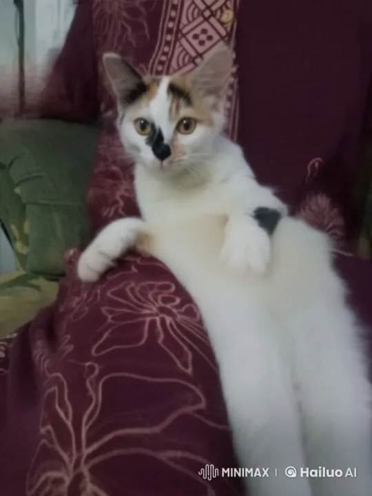 Cute Cat Enacts Playful Kung Fu in Live2D Animation – AI Generated Video | Hailuo AI